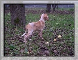 trawa, Wy�e� w�oski kr�tkow�osy, Bracco italiano, li�cie